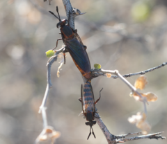 Phyllomydas scitulus