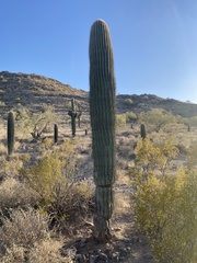 Carnegiea gigantea