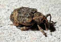 Conotrachelus seniculus