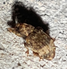 Conotrachelus seniculus