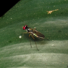 Tanypezidae