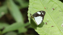 Dismorphia lelex valeria