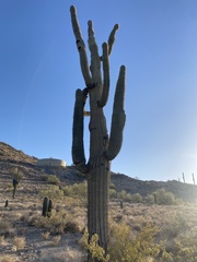 Carnegiea gigantea