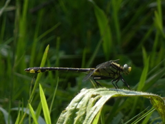 Gomphurus fraternus