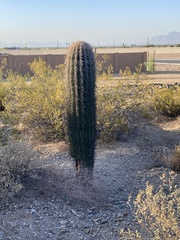 Carnegiea gigantea