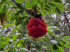 Brownea grandiceps