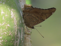 Historis acheronta