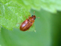 Byturus unicolor