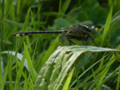 Gomphurus fraternus
