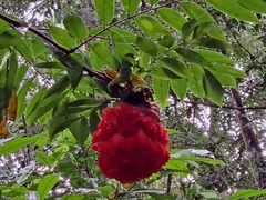 Brownea grandiceps