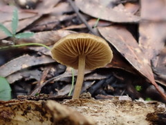 Simocybe phlebophora