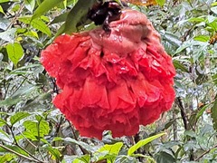 Brownea grandiceps