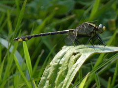 Gomphurus fraternus