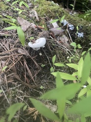 Loweomyces fractipes