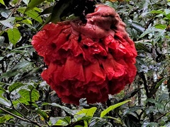 Brownea grandiceps