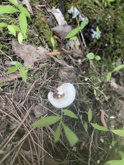Loweomyces fractipes