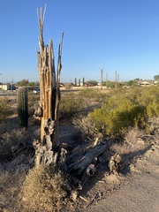 Carnegiea gigantea