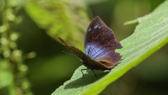 Memphis moruus