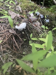 Loweomyces fractipes