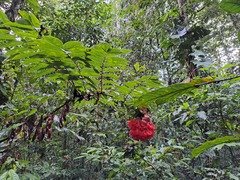 Brownea grandiceps