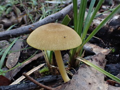 Pluteus hubregtseorum