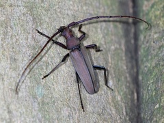 Aegolipton marginale