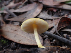 Pluteus hubregtseorum