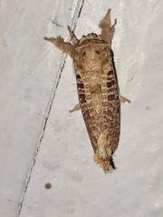 Indarbela