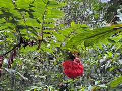 Brownea grandiceps