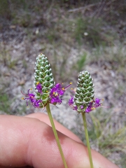 Dalea tenuis