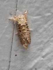Indarbela