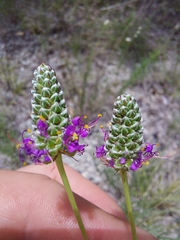 Dalea tenuis