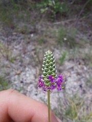 Dalea tenuis