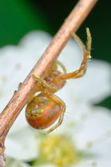 Araniella displicata