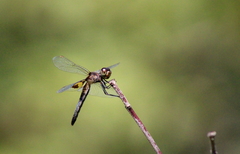 Celithemis martha