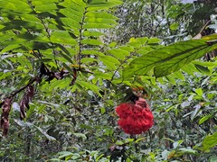 Brownea grandiceps