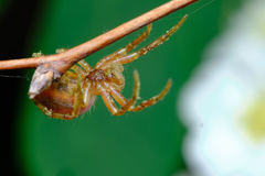 Araniella displicata