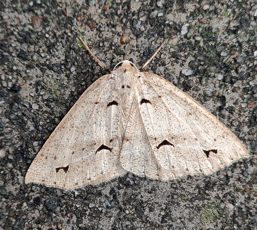 Psyra gracilis