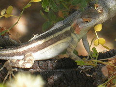 Sceloporus grandaevus