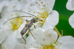 Molorchus bimaculatus