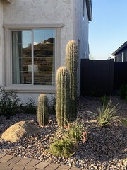 Carnegiea gigantea