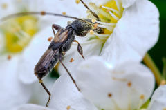 Molorchus bimaculatus