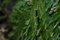 Selaginellaceae