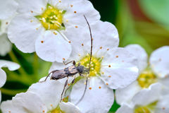 Molorchus bimaculatus