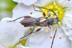 Molorchus bimaculatus