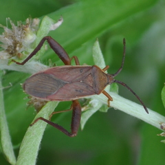 Athaumastus haematicus