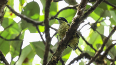 Ampelioides tschudii