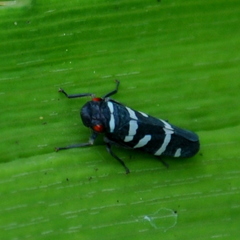 Balacha melanocephala