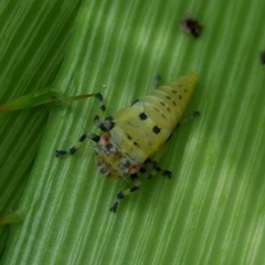 Balacha melanocephala