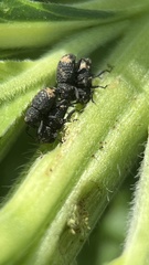 Tyloderma foveolatum